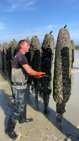 #pourtoi #foryou #moule #mouledebouchot #mussel #sea #sun #baiedesomme 