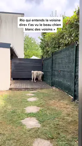 Un épisode digne de petits secrets entre voisins😂 #goldenretriever #fyp #foryou #pourtoi 