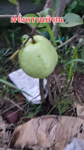 #เก็บฝรั่งหวานพิรุณมาชิมครับ#ฝรั่งกิมจู🍏 #ฝรั่งอินทรีย์