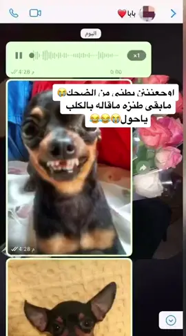 تقطعتتتت هههههههههههههههههههههههههههههههههه😭😂😂😂 #مقلب #مقلب_الكلب #fyp 