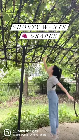 Shorty wanted grapes and shorty got 🍇 grapes. #goshorty #shortpeopleproblems #shortpeople #shortpeopleprobs #shorty #shortystruggles #growyourownfood #backyardgarden #grapevine #organicfruits #healthylifestyle
