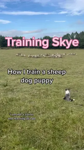 Training a sheep dog puppy #fyp #foryoupage #working #puppy #sheepdog #training #farm #agri