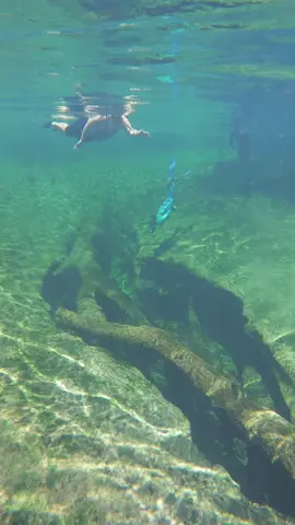 #Alligator#Alert#Siren#warning#Florida#Spring#Diving#Amazing#Swim#snorkle##floridasprings
