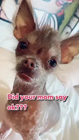 We chomp at dawn 🦈 #askyourmama #bitethehaters #trollsbegone #hairlesschihuahua #hairlesspuppy #chihuahuapuppy #chihuahuasofinstagram #hairlesschihuahuasofinstagram #xoloitzcuintli #xoloitzcuintlisofinstagram #hairlessbreed #puppylove #chihuahua #xolopuppy #puppiesofinstagram #followmydog #nekkeddog #hairlessdog #gremlindog #babywerewolf #chihuahuasoftiktok #puppiesoftiktok #viralpuppy #uniquepuppy #dogsoftiktok 