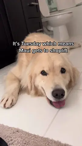 He knows someone is paying it 😉IB @dexterthebalancingdog #goldenretriever #shoplift #fyp