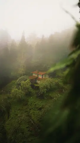 The earth has music for those who listen 🌿… | Location: Madeira  | #n#naturec#cinematicn#natureloversc#cinematicvideot#travelt#travelgramb#beuatifuldestinationsm#madeirap#portugalm#madeiraislandt#trendingn#naturesoundstrendy  ##trend #j#junglecabin