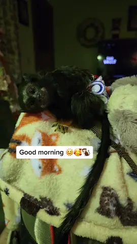 #monkeymomma #cutebabymonkey #babymonkeychallenge #fingermonkeys #redhandedtamarin #adorablemonkey #goodmorningvibes😁🌺❣️ @Baby Monkey🐒Tiny Chihuahua🐶