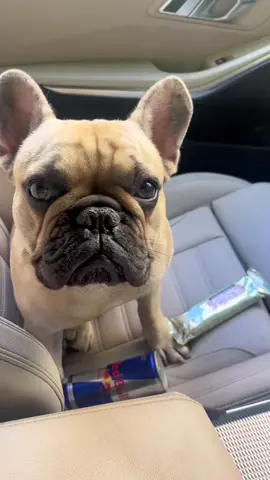 When you make it back to the gym after some time off 🐷😂 #Fitness #dogsoftiktok #primal