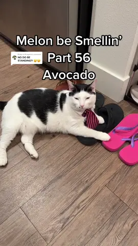 Replying to @Penguins Melon be Smellin’ Part 56 😤🤢🫡 #MelonbeSmellin #finngetasniffin #melon #finn #cat #avocado 