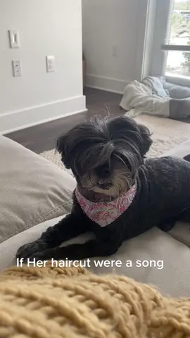 #fyp #haircut #dog #funny #fypシ