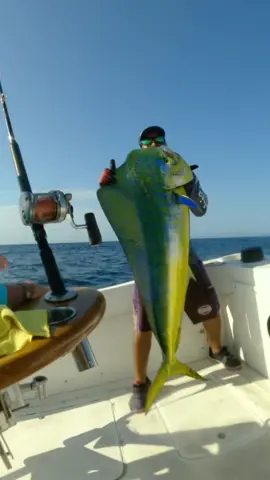 Massive Mahi caught a few weeks back here in Cabo!! #redrumsportfishing 