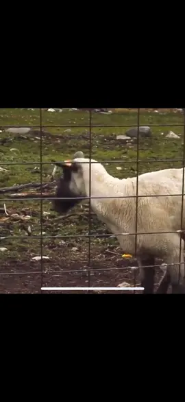 #fyp #meme #sheep #laugh #tiktok #youtube
