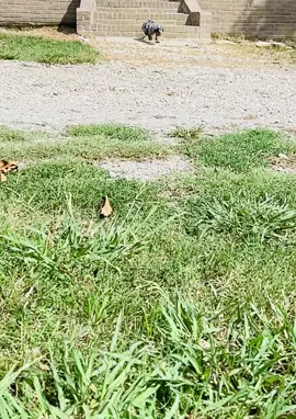 #moyenpoodle #phantom #merle #scottsfarmpoodlesanddoodles 