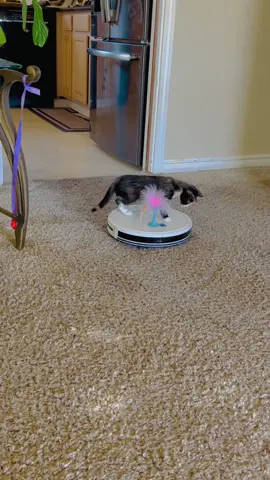 Just hitch-in a ride @kryptonitecowgirl_michel #fyp #FYP #fypシ゚viral #fypシ #AEJeansSoundOn #yoursafewithme❤️ #WhoRescuesWho #rescuekittens #rescues  