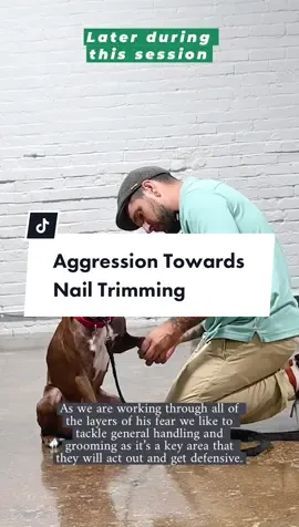 Aggression Towards Nail Trimming.  Full video of the lesson on our YouTube channel now!   #dogaggression #nailtrimming #doggrooming #beforeandafter #AEJeansSoundOn #WorldPrincessWeek 