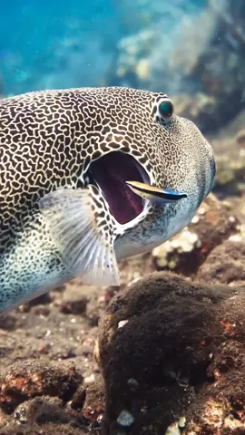 Cleaning Service 🧹🪥In this unusual relationship, the cleaner wrasses set up “cleaning stations” where they eat parasites and dead skin cells off of willing reef fish. The reef fish benefit through the removal of those parasites, while the wrasses gain a food source 😋🎥 credit to @Joe Keller @LUnatics Underwater Imaging #fact #tiktok #viral #clean #weird #underwater #underwatertiktok #nature #fyp #foryou #love #Loven #life #sandman #masterreefguides