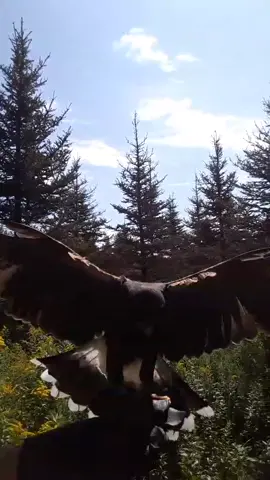 A truly magical feeling 🦅 #talonandbarkfalconry #falconry #harrishawk #notapet #wildlifeambassadors #sudburyontario #slowmow