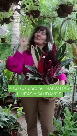 QUATRO coisa para ter MARANTAS LINDAS E SAUDÁVEIS #marantas #plantasdeinterior #plantasdesobra #migatitatricolor