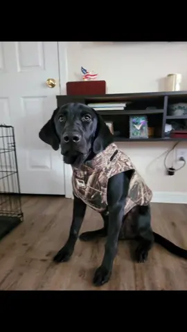 #ratemydog