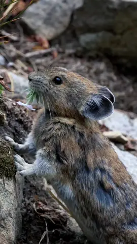 Pika eating flowers 🐹🥺 #pika #pikapika #wildlifevideo #animals #animalsoftiktok #wildlifephotography #natgeo #bbcwildlifemagazine #nationalgeographic @National Geographic @bbcearth