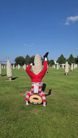 IT'S 🌽!  #foryou #fyp #gobucks #fieldofcorn #corn