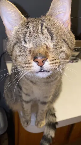 Just the sweetest little Bean #blindcat #adorable #sweet #meow #blindcats 
