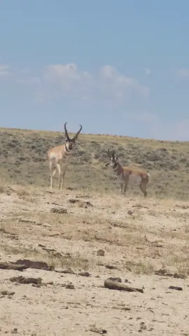#archeryhunting #hunting #pronghornantelope #speedgoat #pronghornhunt #antilopehunting 