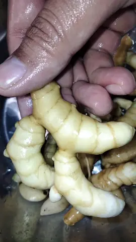 Temu putih atau white tumeric atau Curcuma Zedoaria #rimpang #curcuma #curcumazedoaria #temuputih