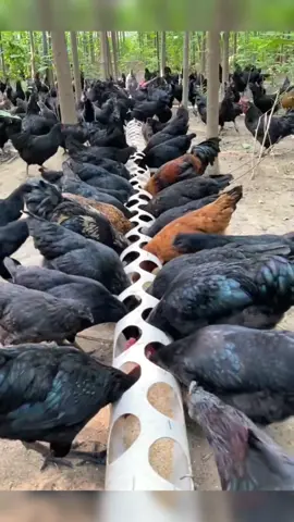 Good idea#foryou #lifehacks #farming #chicken #diyproject #useful #handmade #creative #LearnOnTikTok #smart #tipsandtricks #ideatimes #AEJeansSoundOn #WorldPrincessWeek #foryoupage #USA #viral #fypシ