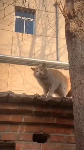 cat love #cat #haha #🤣🤣🤣  #catsoftiktok #funny #pet #superdog #fyp #foryou #trending #dogsoftiktok #doglover #foryoupage