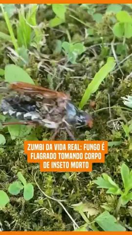 A causa da anomalia é um parasita que é capaz de infectá-los e comandar o comportamento deles até a morte #uol #tiktoknews #tiktoknoticias