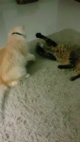 Pinches gatas culeras! Jaja #Cats #catlover #catsoftiktok #sussy #maldy 🐈🔥💕