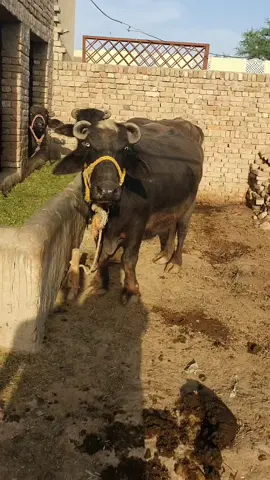 #fyp #foryoupage #pakistan #punjabi #trending #viral #villagelife #animals #drinkingwater #cows #buffalo #pindawale #pti #thirsty #vehari #burewala 