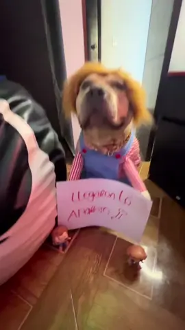 Me dijo el chuki mío que llegaron lo’ aparato 😎🐶 @elalfaeljefferd 