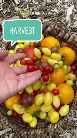 More preserving/cooking videos coming soon 💚 its been a busy couple of weeks! #gardentok #gardening #gardenharvest #gardentiktok #backyardgarden #homesteading #growyourownfood2022 #abundance #cottagecore