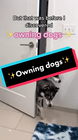 We do love them 🥰 #fyp #dogsoftiktok #huskiesoftiktok #dogs #huskies