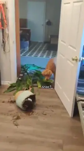 Guys this is what it’s actually like raising a puppy 🥲 We love her but plz pray for us #goldenretriever #goldenpuppy #dogtok #puppiesoftiktok #dogsoftiktok #puppies #trendingsong #trending #PetsOfTikTok #funnyanimals #dogmom #foryou #fyp 