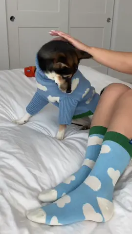 @littlebeast.co keeping me fashionable! #littlebeast #tryonhaul #dogclothes #dogclothessmallbuissness #dogsweater #shiba #shibainu #shibainupuppy ad 