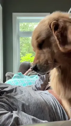 Sleeping with the owner is the happiest! #dog #doglover #pet #petlover #cute #happinesss #fyp #foryou 
