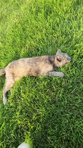 I found this poor cat basically dying off the side of the road. she's doing better now but if I hadn't picked her up who knows if she would have survived on her own 😔 #cat #stray #injured #rescue