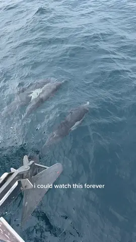 they look so happy and free 🥹 #fypシ #dolphins #oceananimals 