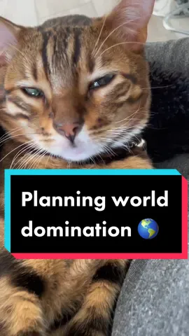 I can just see by his face he is serious 😳🌎 #worlddomination #catstakingover #cattok2022