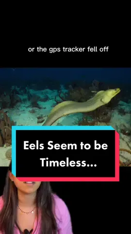Eels are seemingly beyond our perception of time #eels #EduTok #sciencefacts #animalsoftiktok #unsolved #todayilearned #mindblown