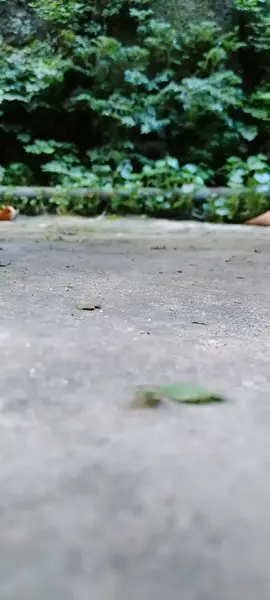 😓😢😢কি হবার ছিল কি হয়ে গেল😭#funny #tiktokindia #brahmonbaria #halloween2020