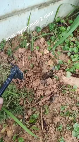 tinggal 3 ekor da ank ayam..