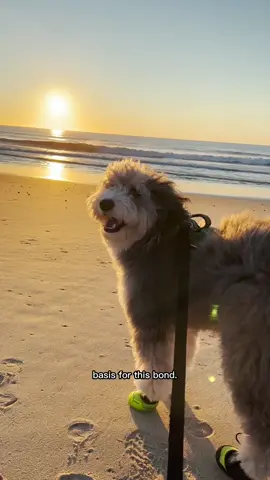 How are you celebrating National Dog Day?🐾 #DogTok #MuseumTok #DogsOfTikTok #wolves #NaturalHistory 