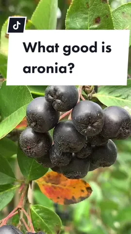 #aronia #chokeberry #antioxidants #anthocyanin #liveyummy What good is aronia?