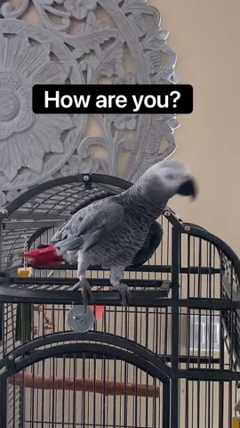 Watch until the end! He says sorry 🥹🥹🥹 this was new!! #gizmosjourney #africangrey #rescue #talkingbird 