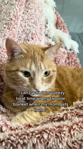 And the baby will be spoiled for the rest of her life 💕 #catsoftiktok #orangecat #femaleorangetabby #rescuecat