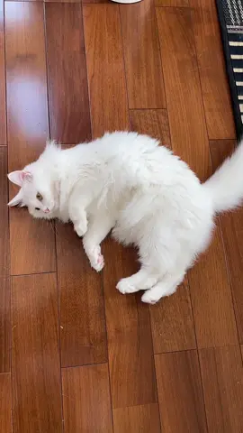 #猫 #白猫 #ターキッシュアンゴラ #猫のいる暮らし #猫のいる生活 #ネコ #もふもふ #猫好き 